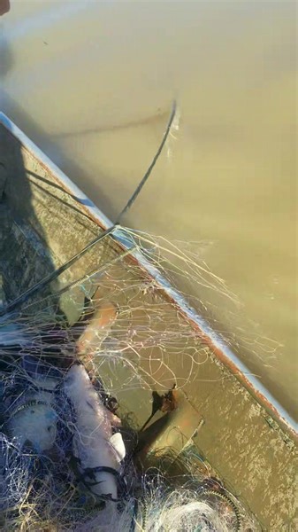 #gillnetfishing #buffalo | Winstead Bait Shop