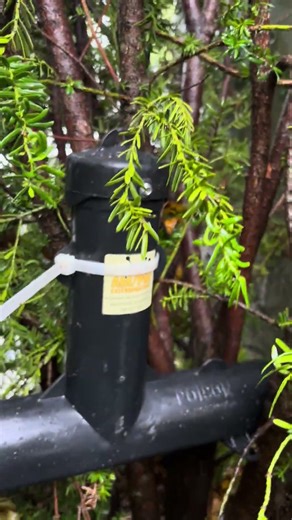 Home Rat Abatement #nature #diy #pestcontrol #extermination #city #landscape