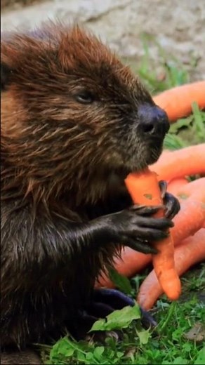 Beaver Eating Sound | Eurasian Beaver