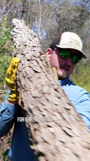 Most landowners are dealing with invasive species like ligustrum…