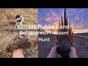 Prime Quail Country In Kansas (Public Land)