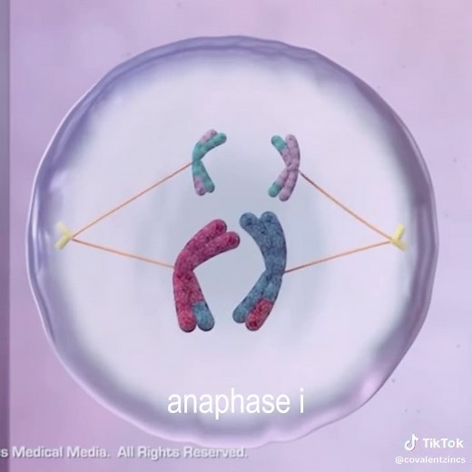 Understanding Meiosis in Biology: A Creative Edit