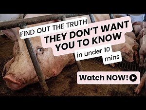 The Hidden Lives of Pigs Trailer
