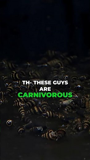 Bladder Snails Taking Over? This Could Be Your Natural Solution!