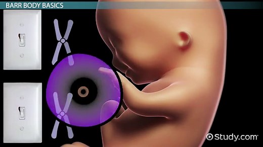 Barr Body | Definition, Formation & Disorders