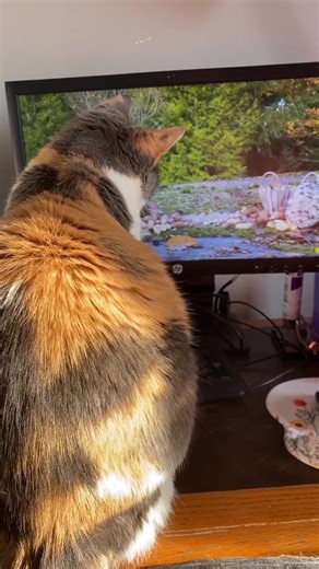 Gizmo enjoys some good nature programming. ❤️ 🍀💌 | Fritzcat