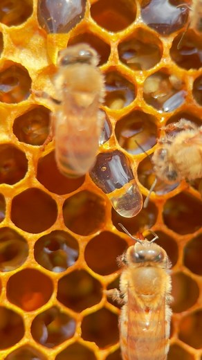 Reml Behn（リムルベーン）｜日本一フォロワーの多い蜂蜜ブランド | . Honey drops ! 🍯😋 ￣￣￣￣￣￣￣￣￣￣￣￣￣￣￣￣￣￣￣￣￣￣￣￣￣ ■Reml Behn（リムルベーン）@reml_behn Rewrite the Missing Link Between Human and Nature... | Instagram