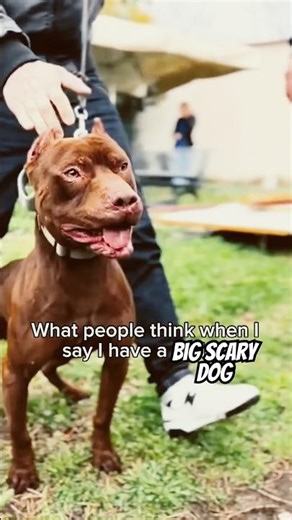 😳 my big scary dog ‼️ #danithegirlboxer #boxerdog #boxerpuppy #bullybreed