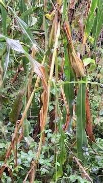 मकैबारीमा भेटिएको सुर्के चरेली | Tailor Bird in Maize Field, Nepal | Nepali Birds