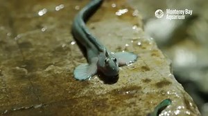 177K views · 1K reactions | Just a hop, skip and a jump away from the weekend! | Monterey Bay Aquarium | Facebook