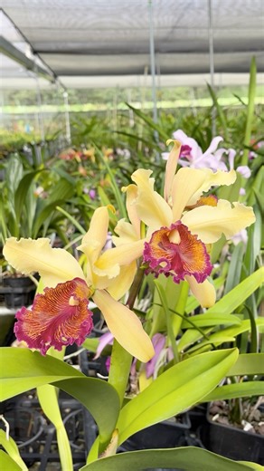 Ecuagenera Gualaceo on Instagram: "La Cattleya Dowiana Aurea 💛 es una especie de orquídea altamente fragante que destaca por sus increíbles colores: pétalos y sépalos de un amarillo suave, contrastando con un labelo púrpura intenso y bellamente veteado. Este es un ejemplar especial, ya que está teniendo su primera floración con cuatro flores en la espiga, regalándonos un espectáculo visual inolvidable."