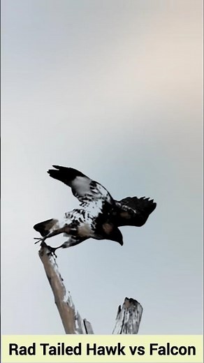 Red Tailed Hawk vs Falcon #falcon