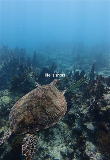 memories underwater 🩵✨🤿 #ocean #oceanlife #underwater #sea #fyp | ocean