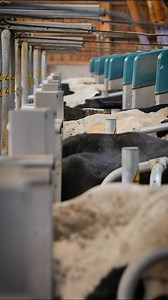 3.9K views · 11 reactions | Connaissez-vous le GEA DairyRobot R9650 ? Le robot de traite spécialement conçu pour le batch milking (traite par lots automatisée) ➡️La routine de la traite à heures fixes et le confort de la traite automatisée ➡️La fiabilité de la traite automatisée par GEA ➡️Un système et une installation optimisée pour augmenter le débit de routine de traite et de la collecte du lait. #batchmilking #gea #dr9650 | GEA Farming - France | Facebook