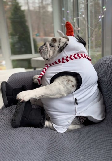 English Bulldog Enjoys Winter Fun and Eggnog Moments