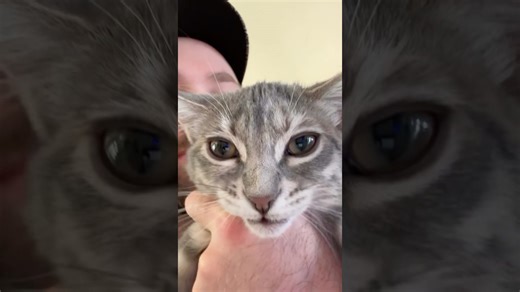 When Your Cats Fierce Name Does Not Match Its Appearance