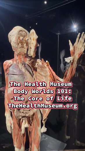 Explore the wonders beneath your skin at The Health Museum! BODY WORLDS 101: The Core of Life is now open—don’t miss this incredible exhibit! Visit today. | Mix 96-5