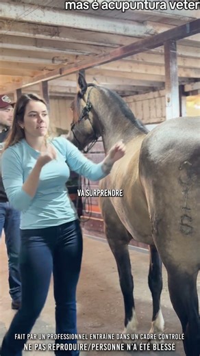 👀 L’acuponcture pour cheval…