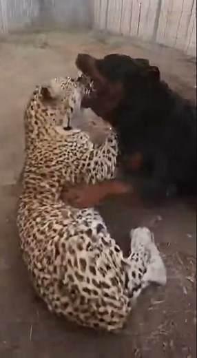 What Happens When a Dog Meets a Leopard?