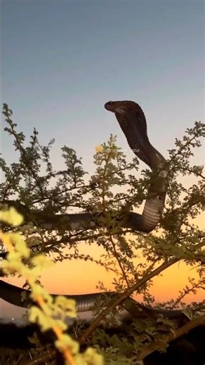 Cobra Strikes from the Tree – Deadly Ambush in Nature #snakevideo #snakelovers #naturelovers