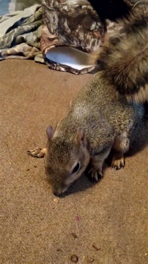 Man He Was A Grumpy Goose Of A Squirrel!