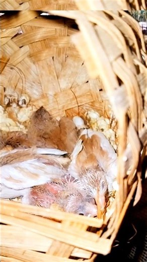 Zebra Finch Baby to Adult 🐥➡️🕊️ Amazing Cute Transformation! #Shorts