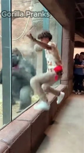 Tourist Challenges Gorilla to Dance… BIG Mistake 😂🦍