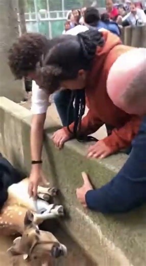 Black Panther vs. Deer: Epic Clash! #wildlife #nature #predatorprey #panther