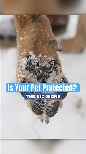 Dogs Do This When Their Paws Hurt In Winter #petwarning #frostbite