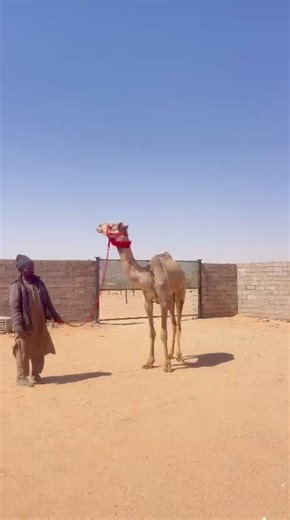 سبوق: عرض فاخر لنخبة السلالة