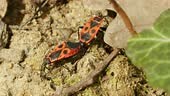 Mating of the firebug, Pyrrhocoris apterus on the ground