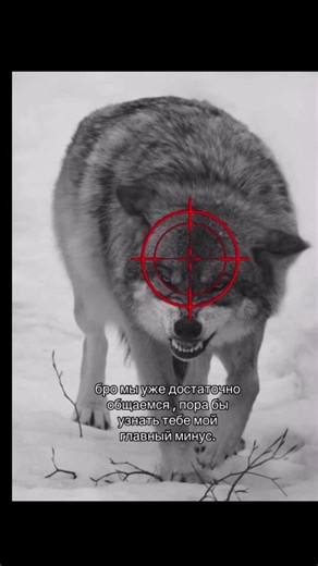 #щп #щитпост #волкподпртцелом #собака | the target dog