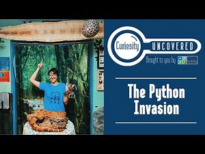 Curiosity Uncovered: The Python Invasion 🐍
