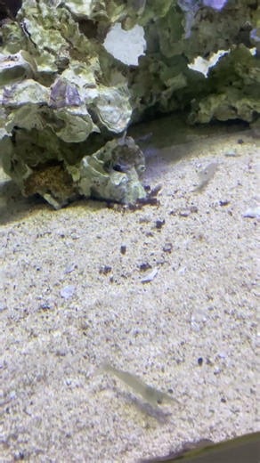 Real Life "Invisible" Fish? 🤯