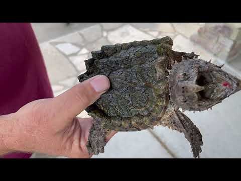 Science in Seconds: Common vs. Alligator Snapping Turtle