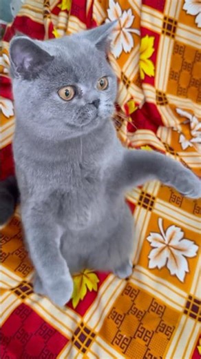 Angry Cat Attack! 😡 DO NOT TOUCH! #shorts #angry