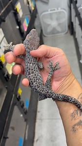 3.2K views · 6.5K reactions | This blue granite is big and mean. #gekko #gekkogecko #tokay #tokaygeckos #tokaygeckosofinstagram #geckobreeders #tokaygeckomorph #tokaygeckobreeder | Gekko & Gecko | Facebook