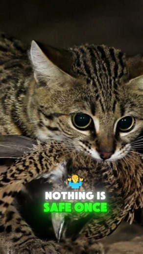 The Most Dangerous Tiny Cat?