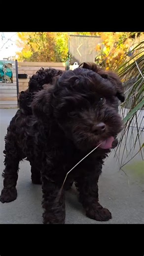 Chocolate Whoodles are the sweetest! These cuties are our smallest Whoodles yet, probably no more than 25 lb full grown! #larchlanefriends #whoodlesofinstagram #whoodlepuppies | Larch Lane Puppies