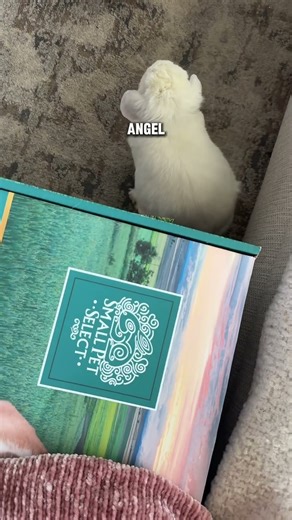 my angel bun🐰 #rabbits