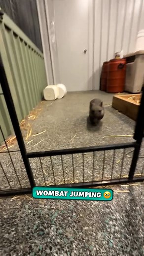Jumping pro! 🥰 | Furry Tails