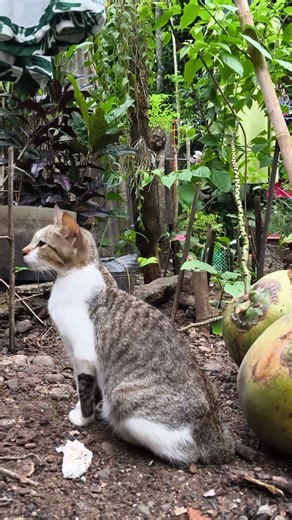 Cat Pregnant with Xenomorph #catsofyoutube #cats #aliens