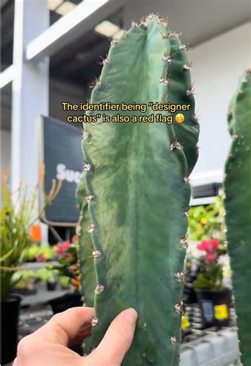 Cactus Care Tips: Handling Plant Distress