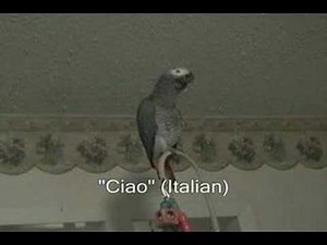 Parrot Speaks 8 Languages