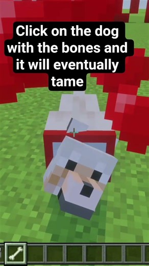 How to tame a dog in Minecraft 🐶 #minecraft