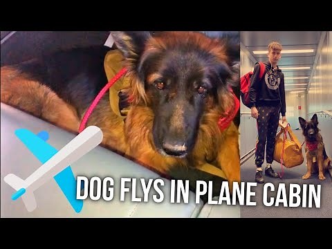 Dog Travels In The Cabin Of Plane.