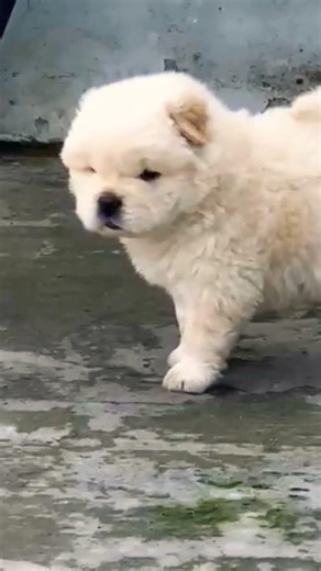 Chow Chow fluffy puppy booking open Vaccinated trained puppy Call 8810623046 #puppyshop #male25k