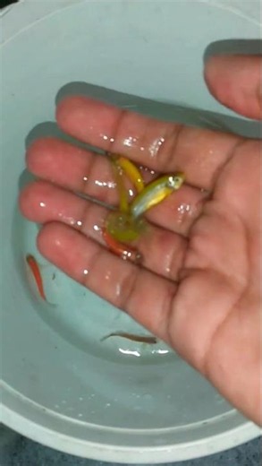 Aquarium Zebea Fish #Aquarium #zebrafish #fish