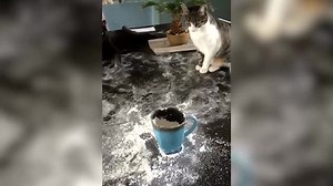 AFV笑笑小电影：猫咪搞事情