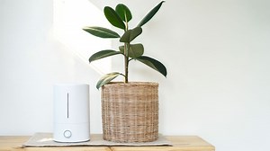 Do air purifiers help with bad smells?